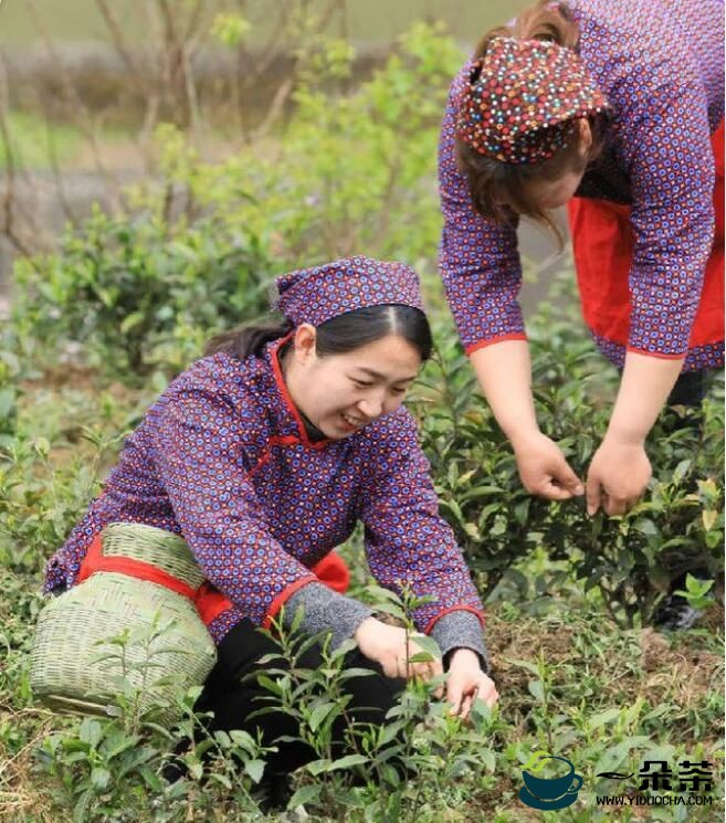 四川青川“白叶一号”白茶正式投产