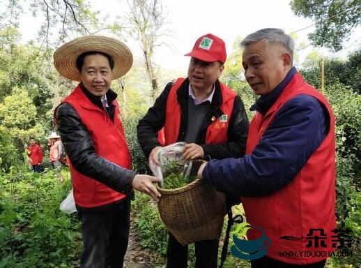 浙江：工会志愿者变身“茶农”助力春茶采摘