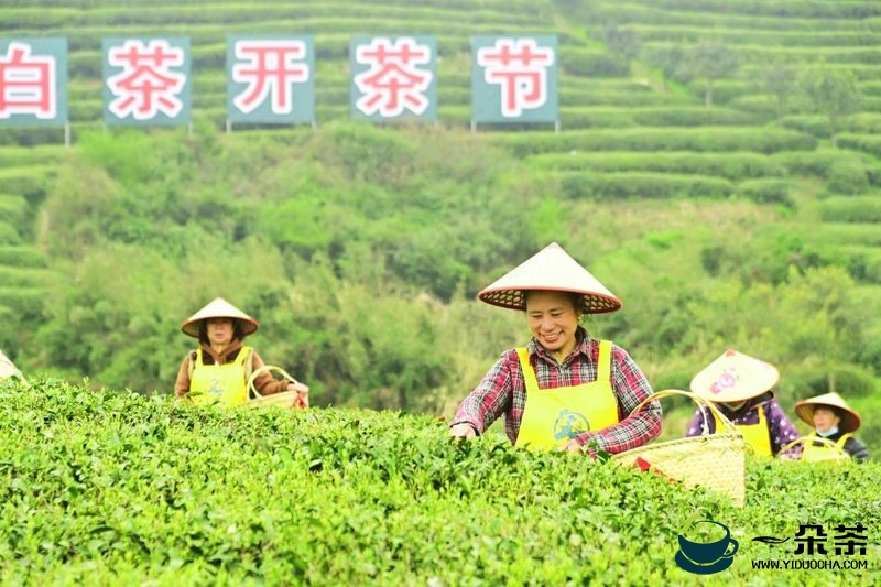 第十一届福鼎白茶开茶节，今天“云”开茶！