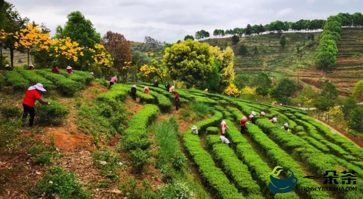 平远县：万亩春茶开摘 开启美丽乡村“茶经济”