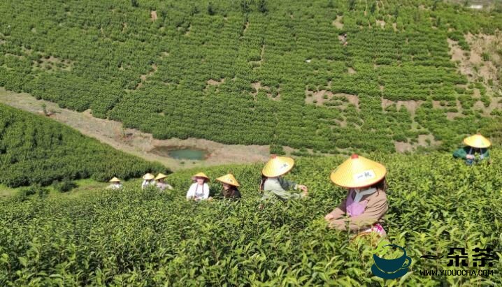三里镇：大力发展茶产业助推乡村振兴