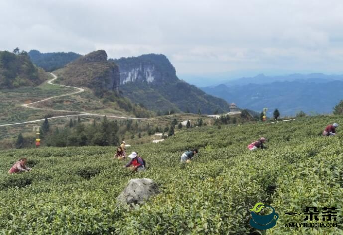 思南县：15.08万亩茶园进入春茶采收季