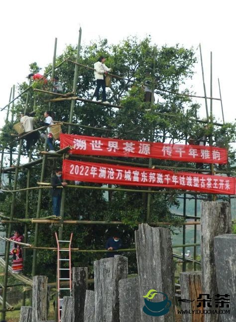 澜沧邦崴千年古茶王开采 采摘创新高收获鲜叶91.2公斤