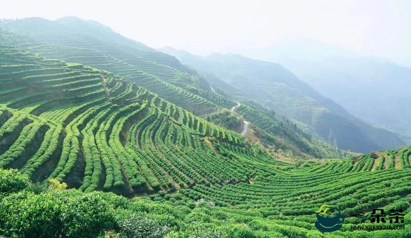 寿宁：强化茶叶质量监管 助推茶产业蓬勃发展