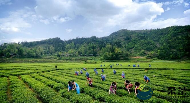 重庆秀山县：今年干茶综合产值预计超18亿元