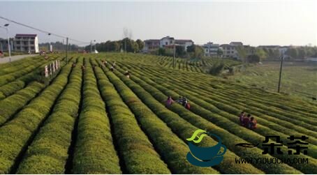 绿色生态赋能 武宁县茶产业实现高质量发展