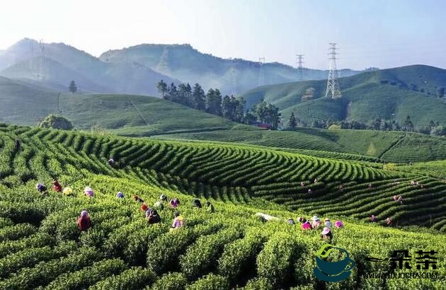 浙江安吉18万外来采茶工免费核酸检测安全返乡