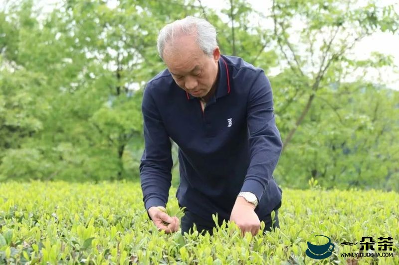 不负春光的干净茶——胡继承考察凤冈春茶生产情况