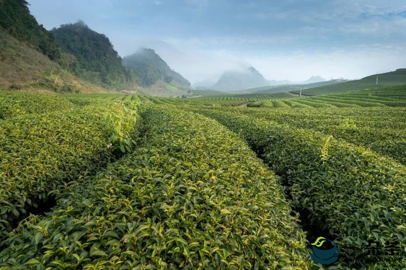 台地茶与古树茶：一母同胞的乔木大叶种家族成员