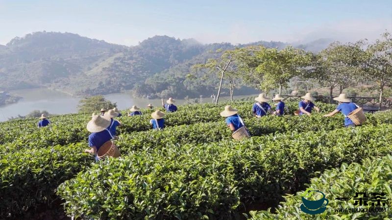 让普洱茶走进寻常百姓家：普洱市茶产业发展的愿景（1）