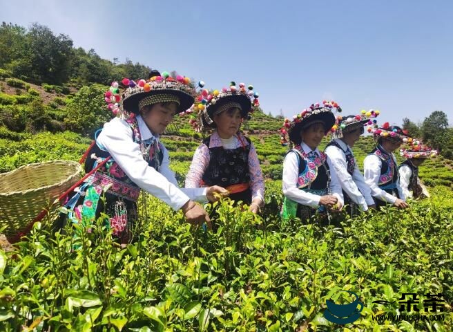 楚雄州南华兔街举办了首届采茶节