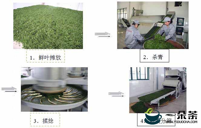 绿茶制茶过程图片