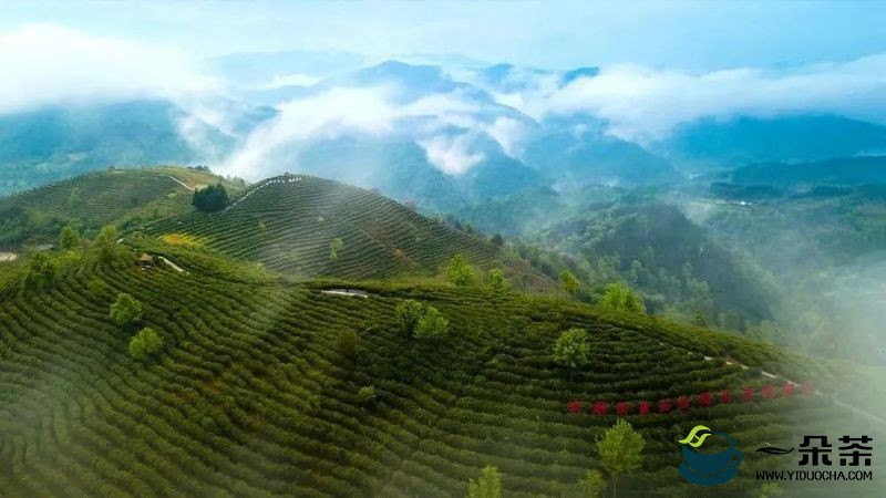 因茶致富因茶兴业 安康富硒茶产业集聚发展