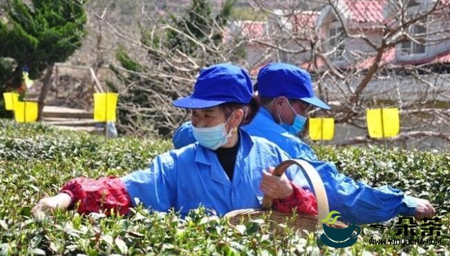 青岛云雾茶场有机春茶开采 十八年坚持有机茶认证