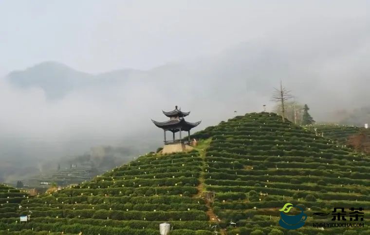 小山村因茶更名 猴魁品牌价值超三十亿