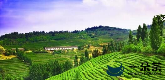 湖北省科技厅大力支持驻村茶产业成长壮大