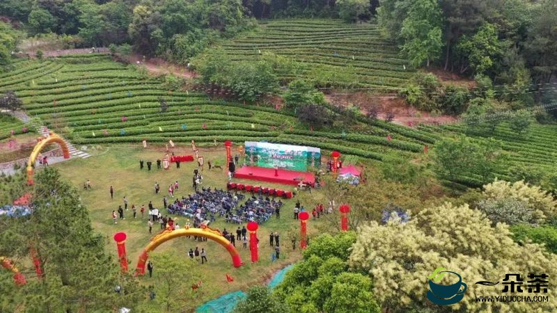 泰宁县开展第三届“泰宁岩茶·茶香金湖”采茶节