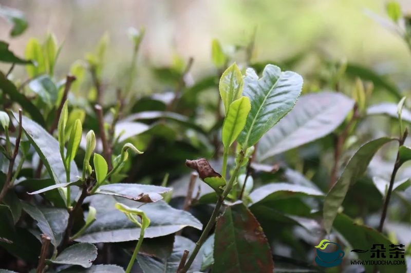 政策扶一把 果园变茶园，苍梧县京南镇探索新合作模式推进六堡茶种植