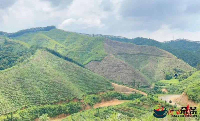 支持打造六堡茶产业全产业链条！梧州市各级财政资金将投入超5亿元支持六堡茶产业