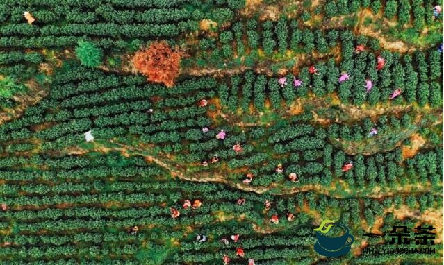 贵州毕节七星关区：发展茶产业 助力乡村振兴发展