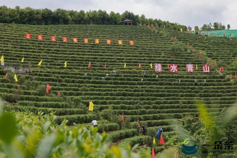 百万重奖 福建安溪启动首届中国茶科技创新大赛