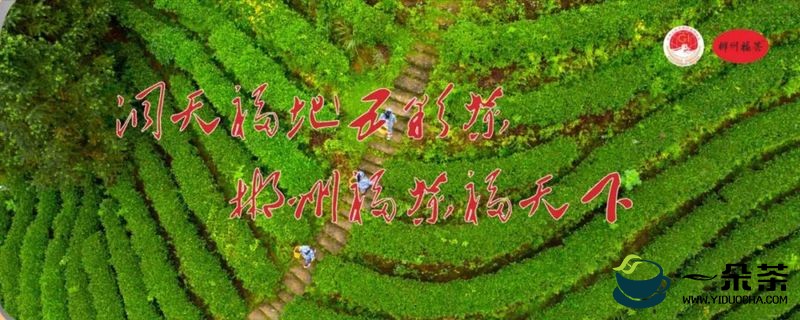 郴州市开展百亿茶产业高质量发展暨2022 年春茶生产情况调研