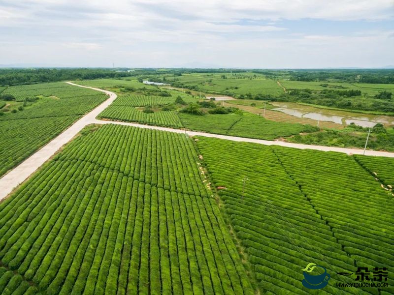 春茶专题④ 英德万亩茶园开采 向百亿茶产业迈进