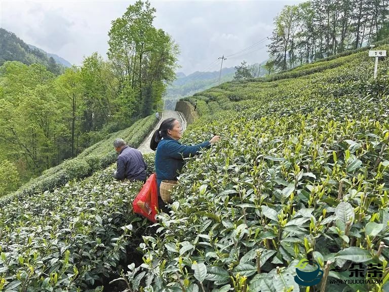 让陕茶有颗“年轻的心”——省政协委员为陕茶高质量发展建言