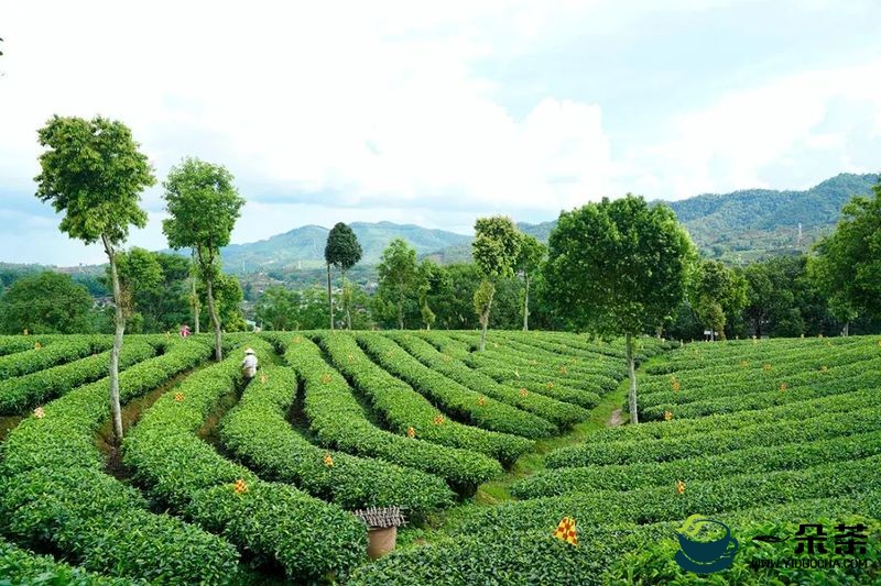 引进优质茶企 激发产业活力：普洱市茶产业发展的愿景（2）