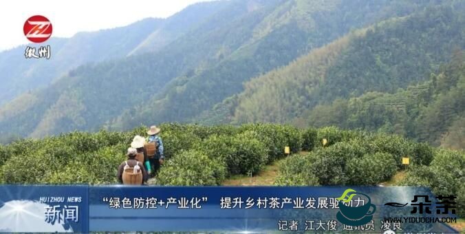 徽州区：“绿色防控+产业化” 提升乡村茶产业发展驱动力