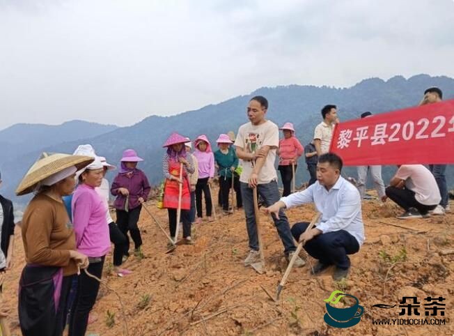 黎平县开展幼龄茶园套种大豆现场培训会