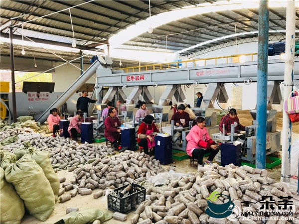 城固县茶产业成为脱贫攻坚与乡村振兴有效衔接的主导产业