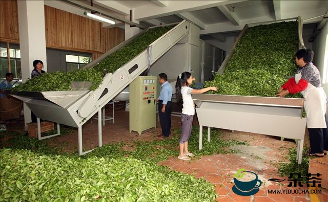 天山绿茶的机械制作工艺|绿茶加工(绿茶机械制茶过程)