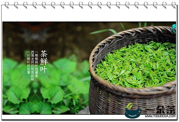 龙井茶加工工艺|名优绿茶的制作(龙井茶是绿茶吗)