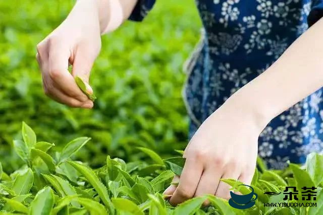 2022 年贵州省双手采茶技能竞赛决赛将于5月17日在湄潭举行