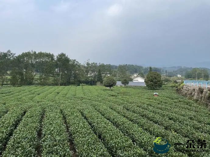 四川雅安名山区纪委监委护航茶产业发展