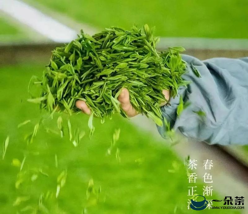 中国茶产业杭州指数 ，茶青交易指数