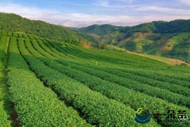 从小众茶到大产业 京东京造助力凤庆滇红茶走向全国