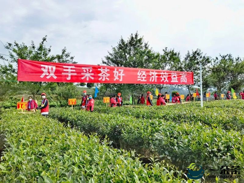 “金手指”诞生！2022年贵州省双手采茶技能竞赛决赛在湄潭县举行