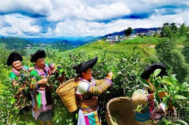 镇康：“11234”做强茶产业 推动对缅开放