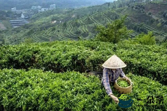 中国茶营销是“四声部合唱”