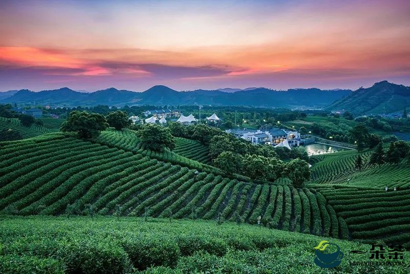 聚焦中国茶叶进出口贸易发展，从这份报告看“茶经济”新机遇！