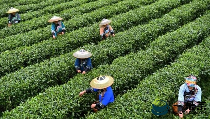 保靖黄金茶喜成“新贵” 全县种植面积超13.5万亩，去年创综合产值11亿元