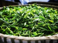 初步建成贵州雷山茶叶标准体系(贵州茶叶标准技术规程)