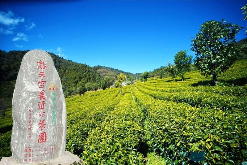 三大模式！永平县金融帮扶支持生态茶产业发展
