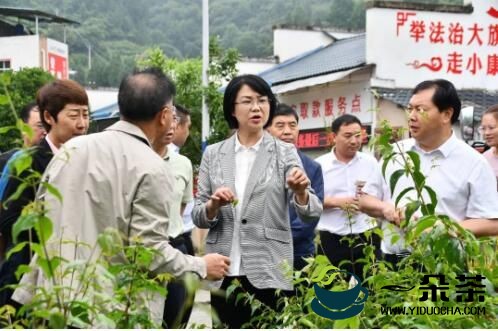 何薇率队到余庆县白泥镇调研茶叶产业发展情况