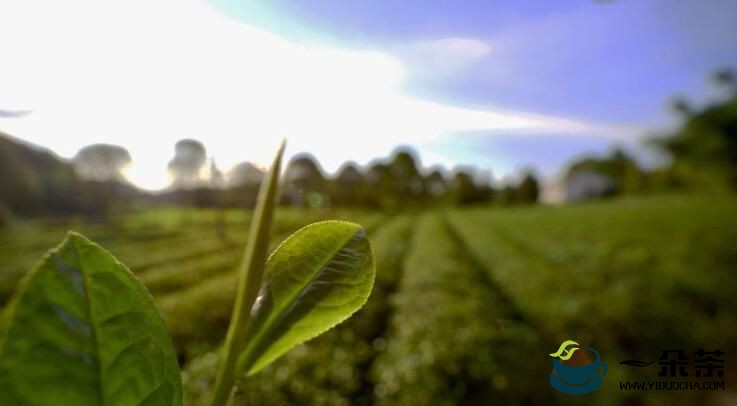 长沙县“一县一特”产业“长沙绿茶”获批国家地理标志证明商标