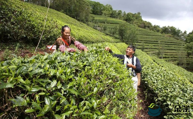 全国第一！云南普洱市获中国有机茶认证企业245户证书322张