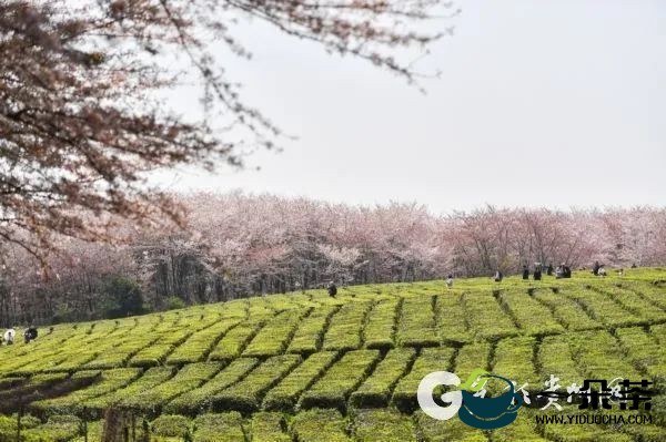 第14届贵州茶产业博览会设置七项主要活动