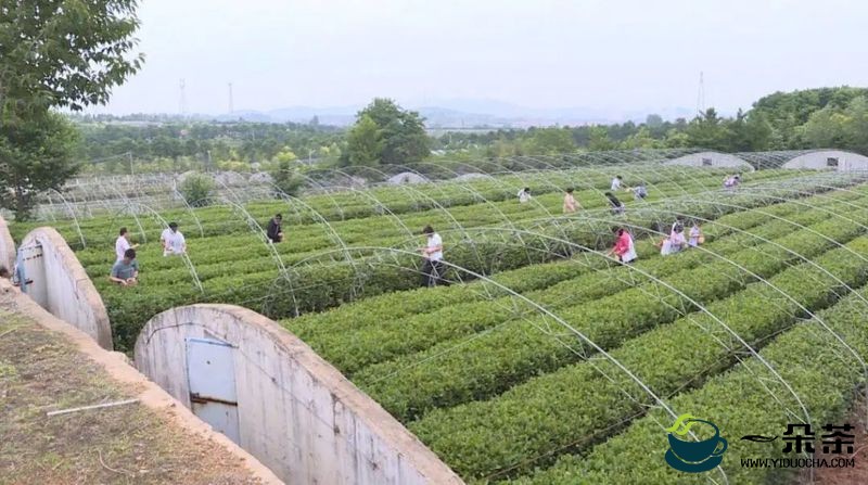 山东海阳：生态茶园采摘游 提升茶产业附加值